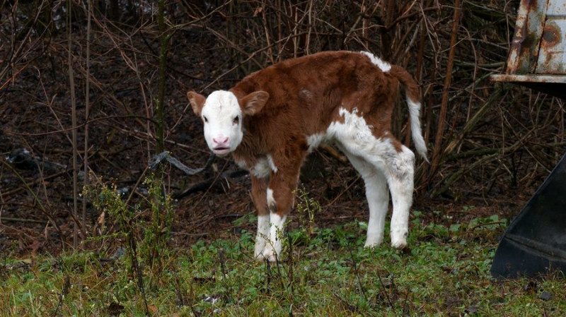 "Підійшла до сараю — назустріч іде корова без очей": що відомо про атаку РФ по фермі на Чернігівщині, де загинула худоба