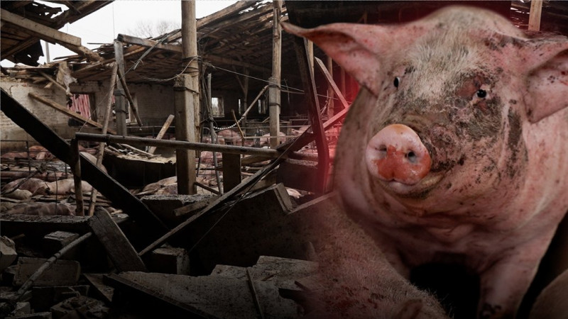 "Підійшла до сараю — назустріч іде корова без очей": що відомо про атаку РФ по фермі на Чернігівщині, де загинула худоба