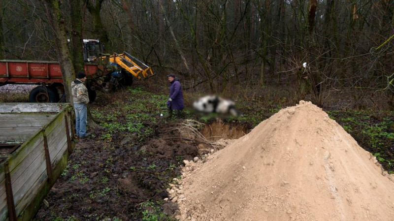 "Підійшла до сараю — назустріч іде корова без очей": що відомо про атаку РФ по фермі на Чернігівщині, де загинула худоба