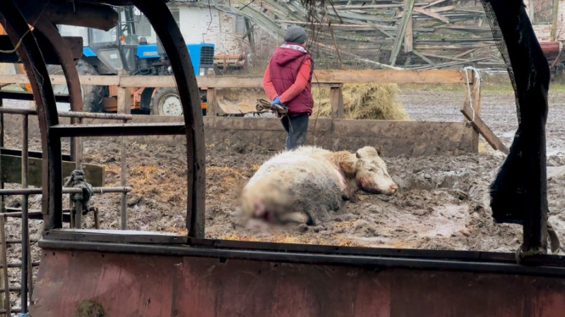 "Підійшла до сараю — назустріч іде корова без очей": що відомо про атаку РФ по фермі на Чернігівщині, де загинула худоба