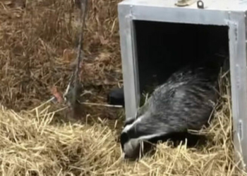 До заповідника на Чернігівщині привезли врятованого борсука з Хмельницького (Відео)