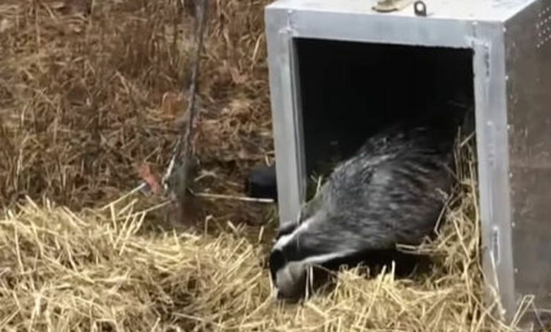 До заповідника на Чернігівщині привезли врятованого борсука з Хмельницького (Відео)