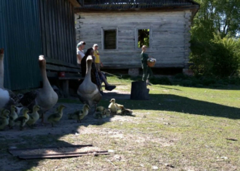 Хочуть зрозуміти, як живуть українці: фахівці служби статистики відвідають 402 домогосподарства у Чернігівській області