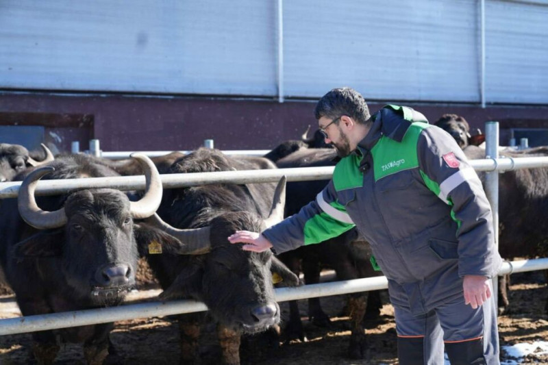 Екзотика з українського села: на Чернігівщині виробляють продукцію з молока буйволиць (Фото)