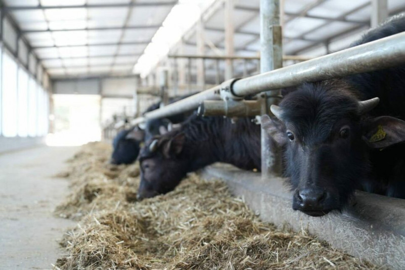 Екзотика з українського села: на Чернігівщині виробляють продукцію з молока буйволиць (Фото)