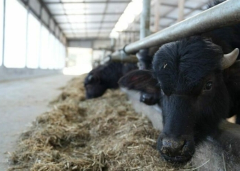 Екзотика з українського села: на Чернігівщині виробляють продукцію з молока буйволиць (Фото)