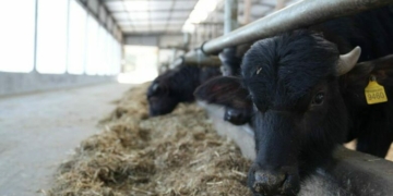 Екзотика з українського села: на Чернігівщині виробляють продукцію з молока буйволиць (Фото)