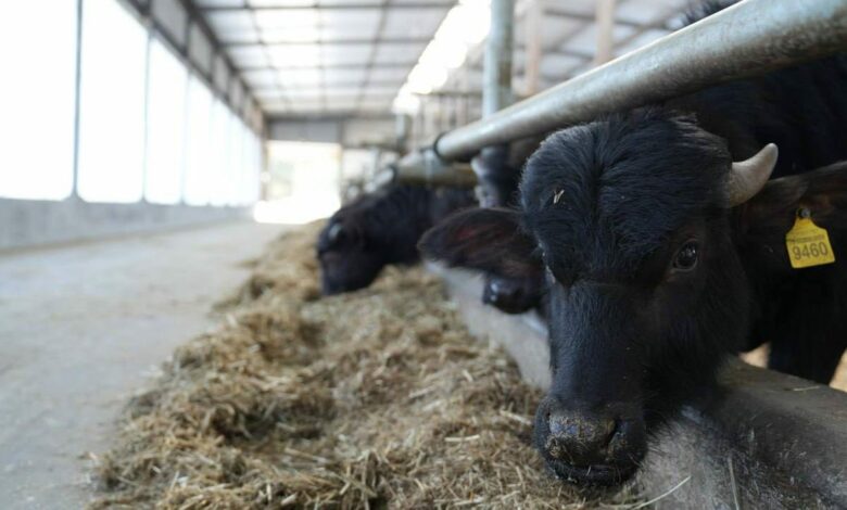 Екзотика з українського села: на Чернігівщині виробляють продукцію з молока буйволиць (Фото)