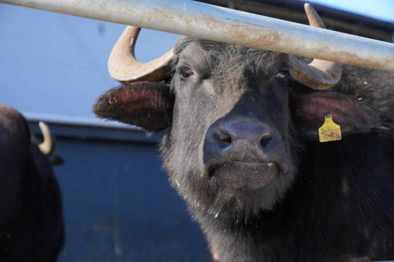 Екзотика з українського села: на Чернігівщині виробляють продукцію з молока буйволиць (Фото)