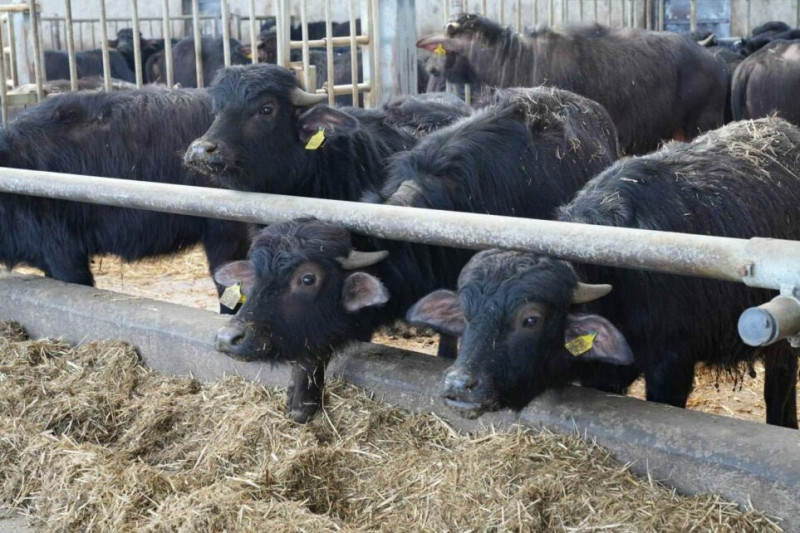 Екзотика з українського села: на Чернігівщині виробляють продукцію з молока буйволиць (Фото)