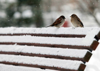 Морозний січень прогнозується на Чернігівщині