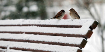 Морозний січень прогнозується на Чернігівщині