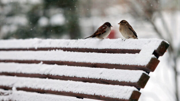 Морозний січень прогнозується на Чернігівщині