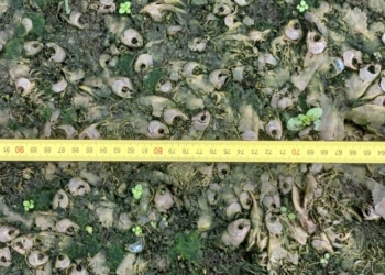 На Чернігівщині на території нацпарку – масова загибель тварин