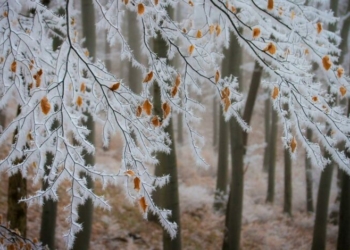 Синоптики обіцяють морозні вихідні на Чернігівщині
