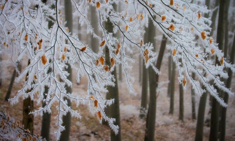 Синоптики обіцяють морозні вихідні на Чернігівщині
