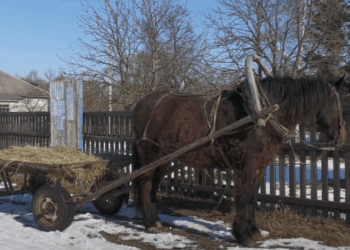 Топлять грубки, лаються за виплати на дрова й оформлюють тисячу Зеленського: реалії села на Чернігівщині (Фото) Топлять грубки, лаються за виплати на дрова й оформлюють тисячу Зеленського: реалії села на Чернігівщині (Фото)