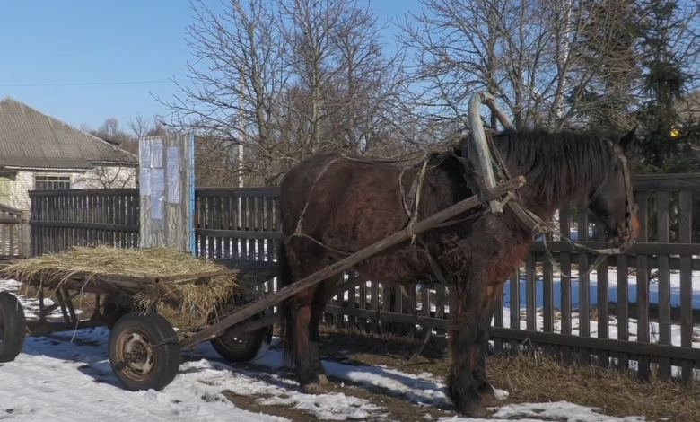 Топлять грубки, лаються за виплати на дрова й оформлюють тисячу Зеленського: реалії села на Чернігівщині (Фото)
