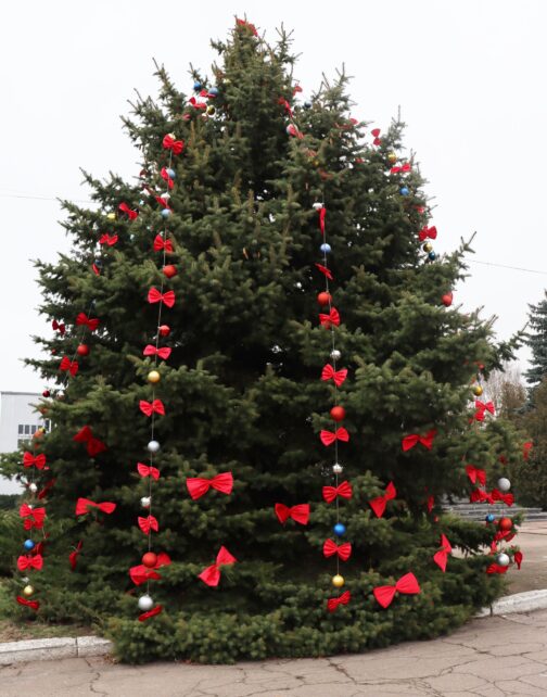 У центрі Борзни до свят прикрасили живу ялинку