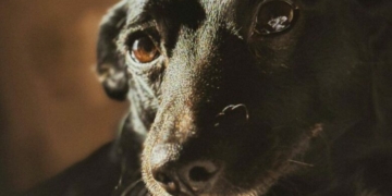 У Чернігівському районі чоловік вбив з мисливської рушниці собаку та вивіз у багажнику