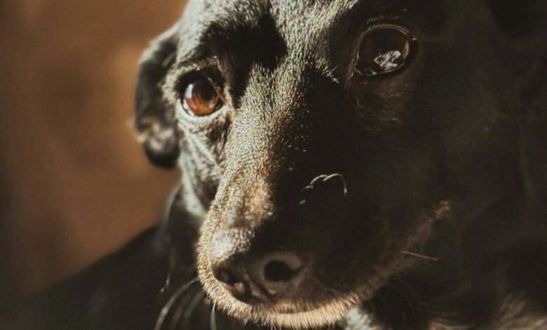 У Чернігівському районі чоловік вбив з мисливської рушниці собаку та вивіз у багажнику