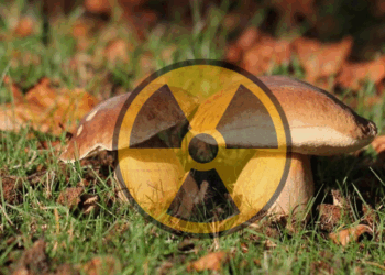 У двох районах Чернігівщини – підвищений рівень радіації у грибах