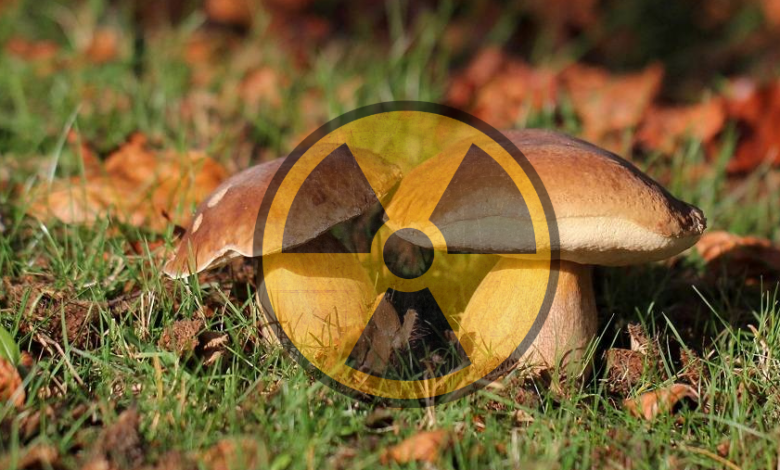 У двох районах Чернігівщини – підвищений рівень радіації у грибах