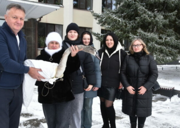 У громаді на Чернігівщині врятували лебедя з крижаної пастки