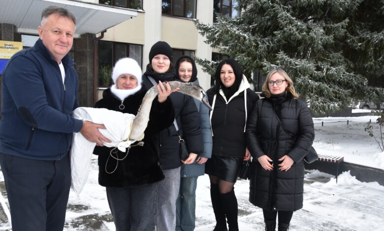 У громаді на Чернігівщині врятували лебедя з крижаної пастки