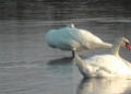У грудні на озері Соловʼїне в Чернігівській області бачили лебедів (Відео) У грудні на озері Соловʼїне в Чернігівській області бачили лебедів (Відео)