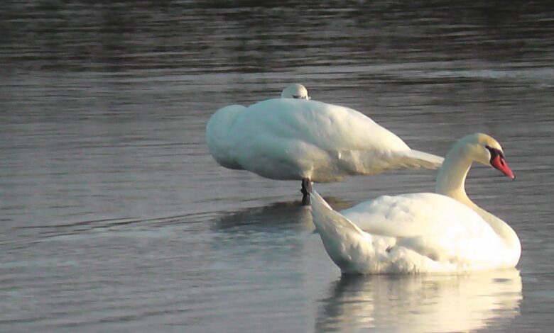 У грудні на озері Соловʼїне в Чернігівській області бачили лебедів (Відео)