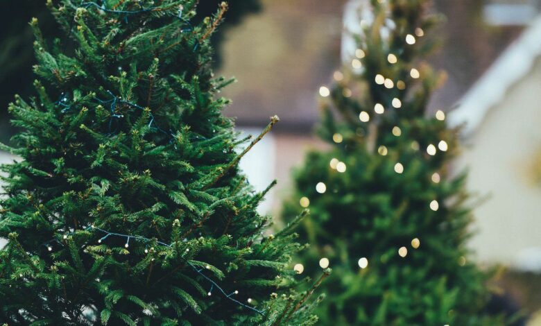 У переддень свят у Чернігові влаштували рейд із перевірки продажу новорічних ялинок