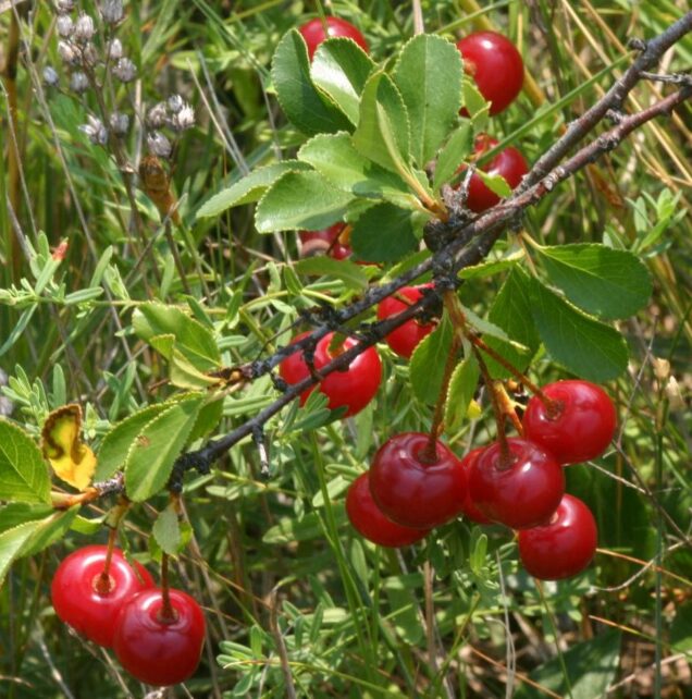 Вишня потрапила до списку регіонально рідкісних рослин Чернігівщини