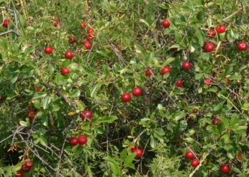 Вишня потрапила до списку регіонально рідкісних рослин Чернігівщини