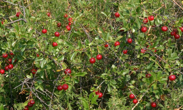 Вишня потрапила до списку регіонально рідкісних рослин Чернігівщини