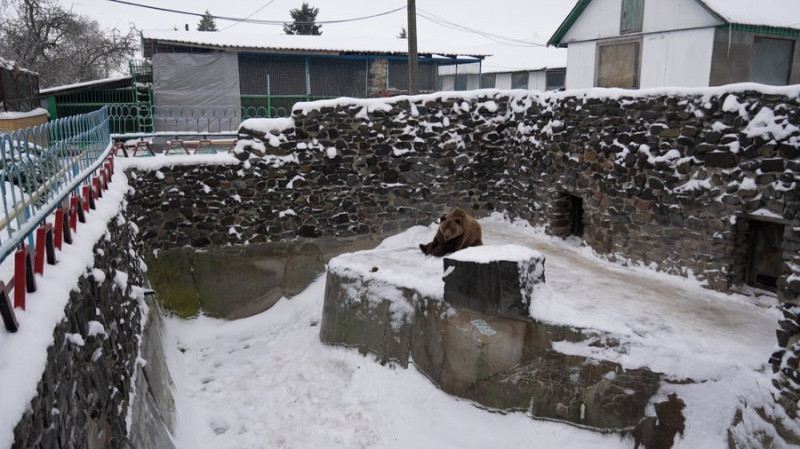 Ведмідь не спить, а рись грається в снігу: як зимують тварини у Менському зоопарку, що на Чернігівщині