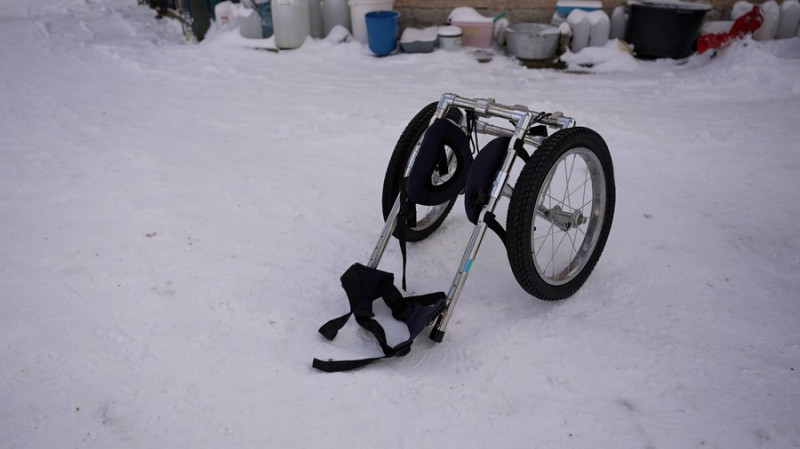 Чернігівка з'ясовує, куди пішли гроші, які волонтери збирали на візок для пса Канса. Що кажуть у центрі "Крок до тварин"
