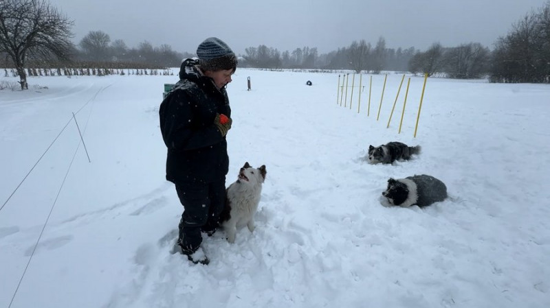 Знайшли двох жінок, які загубилися: кінологиня з Чернігівщини розповіла про успіхи собак-пастухів у пошуку людей