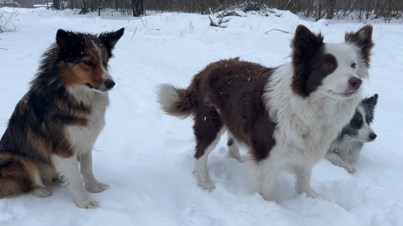 Знайшли двох жінок, які загубилися: кінологиня з Чернігівщини розповіла про успіхи собак-пастухів у пошуку людей