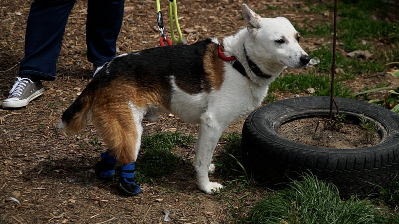 Чернігівка з'ясовує, куди пішли гроші, які волонтери збирали на візок для пса Канса. Що кажуть у центрі "Крок до тварин"