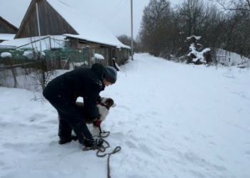 Знайшли двох жінок, які загубилися: кінологиня з Чернігівщини розповіла про успіхи собак-пастухів у пошуку людей