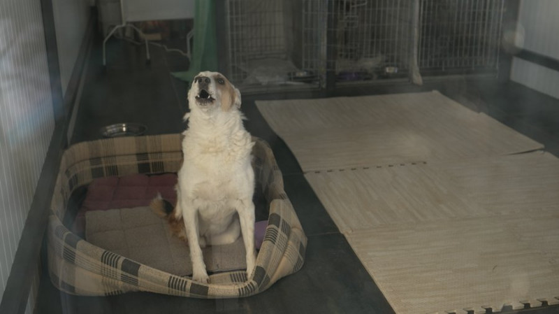 Чернігівка з'ясовує, куди пішли гроші, які волонтери збирали на візок для пса Канса. Що кажуть у центрі "Крок до тварин"