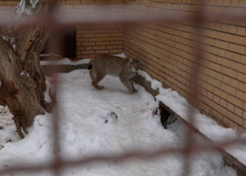 Ведмідь не спить, а рись грається в снігу: як зимують тварини у Менському зоопарку, що на Чернігівщині