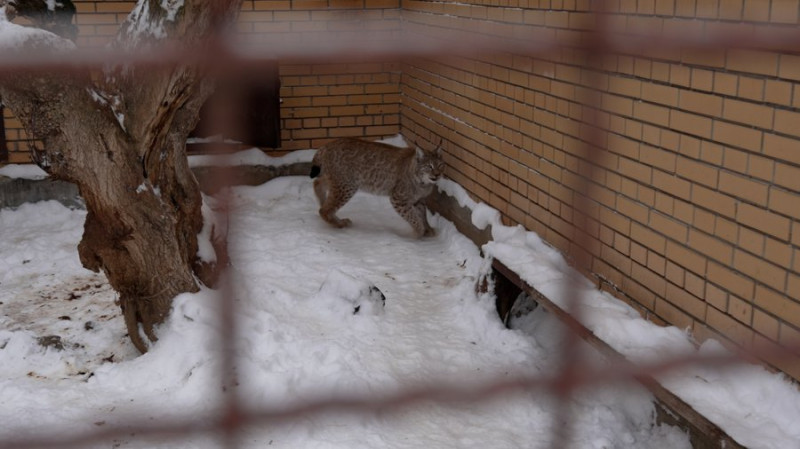 Ведмідь не спить, а рись грається в снігу: як зимують тварини у Менському зоопарку, що на Чернігівщині
