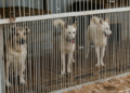 У Чернігові за рік планують стерилізувати 600 безпритульних тварин У Чернігові за рік планують стерилізувати 600 безпритульних тварин