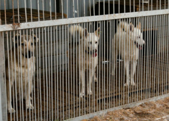 У Чернігові за рік планують стерилізувати 600 безпритульних тварин У Чернігові за рік планують стерилізувати 600 безпритульних тварин