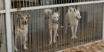 У Чернігові за рік планують стерилізувати 600 безпритульних тварин У Чернігові за рік планують стерилізувати 600 безпритульних тварин