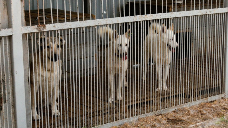 У Чернігові за рік планують стерилізувати 600 безпритульних тварин