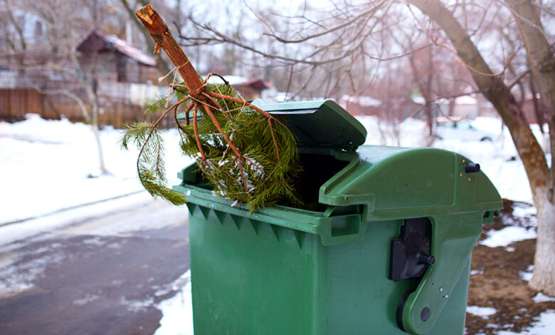 Ялинкова утилізація: що роблять із новорічними деревцями в селах