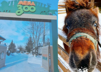 «Копитцями стукають і просять, щоб їм дали якогось смаколика»: як живеться поні в рік Коня в Менському зоопарку